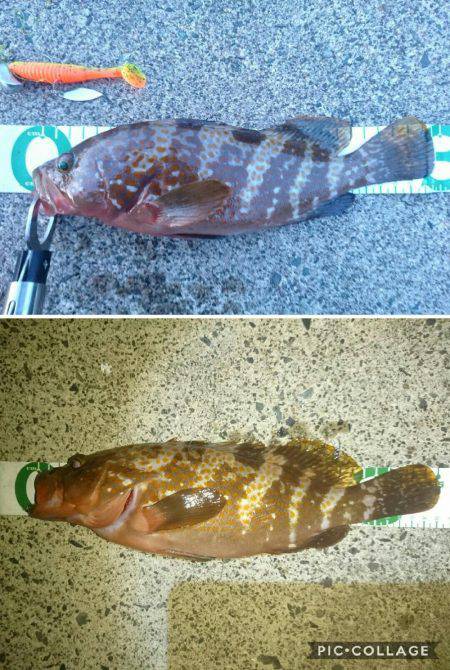 今季初日本海アコウ遠征